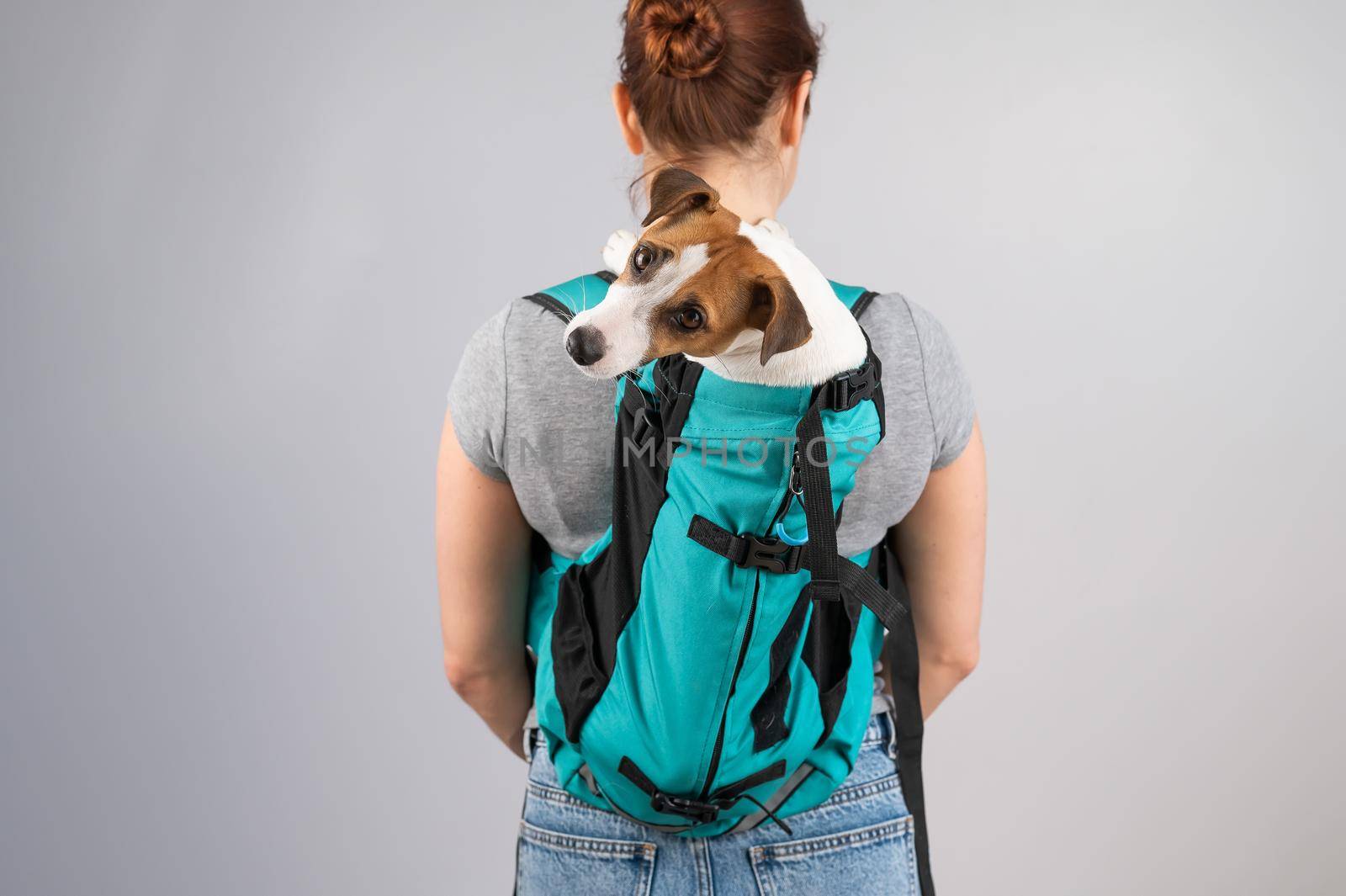 Caucasian woman carries jack russell terrier dog in her backpack. by mrwed54