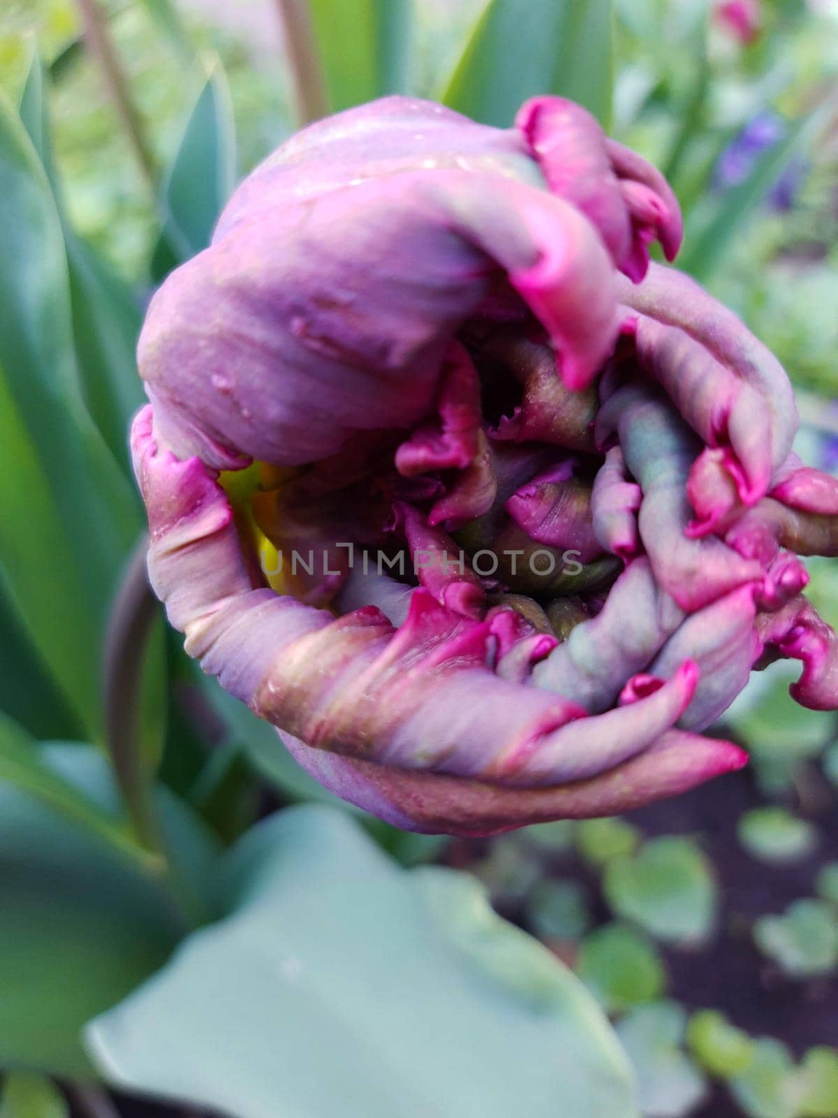 Bud of a parrot tulip close-up on a background of green leaves.