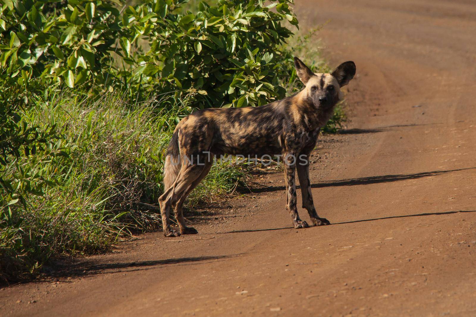 The African Wid Dog, also known as the Painted Dog or Painted Wolf, is one of the world's most endangered mamals