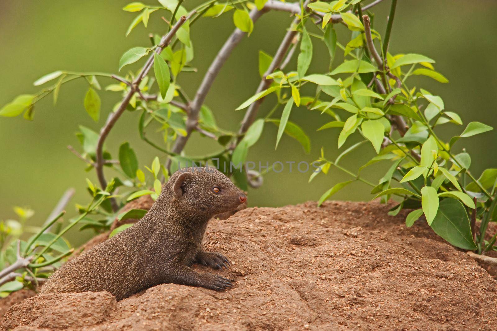 The Dwarf Mongoose (Helogale parvula) is not only the smallest member of the mongoose family, it is the smalles carnivore in all of Africa,