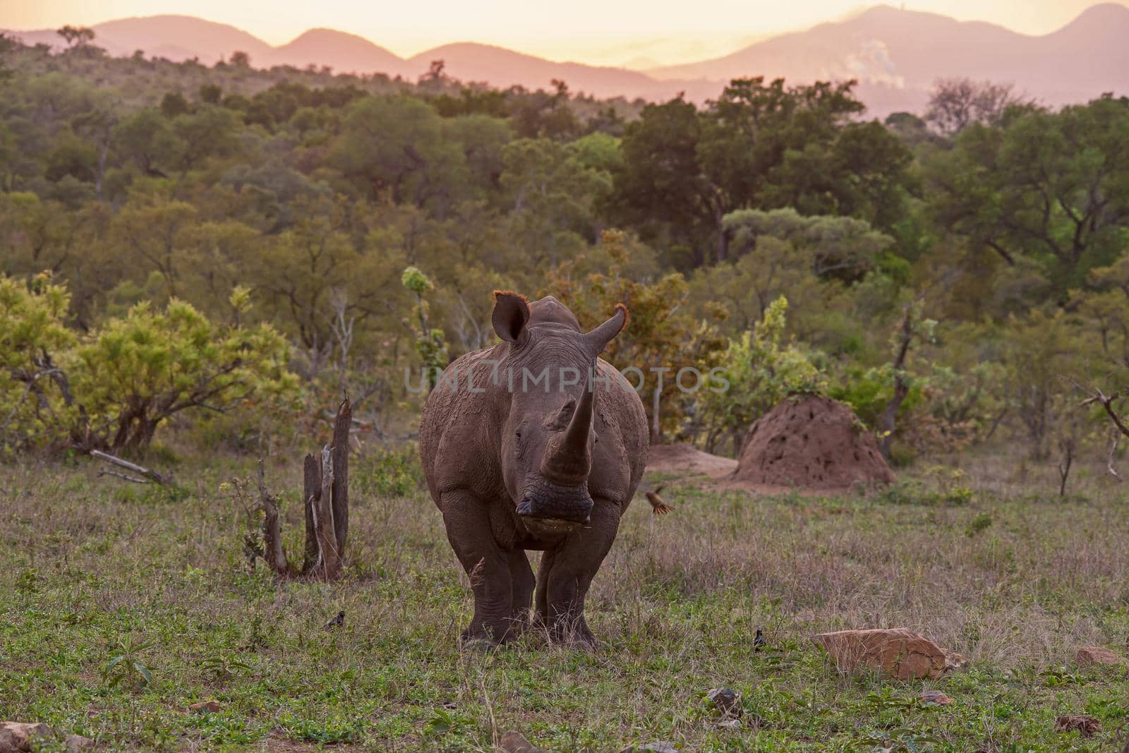 White Rhino Ceratotherium simum 14761 by kobus_peche