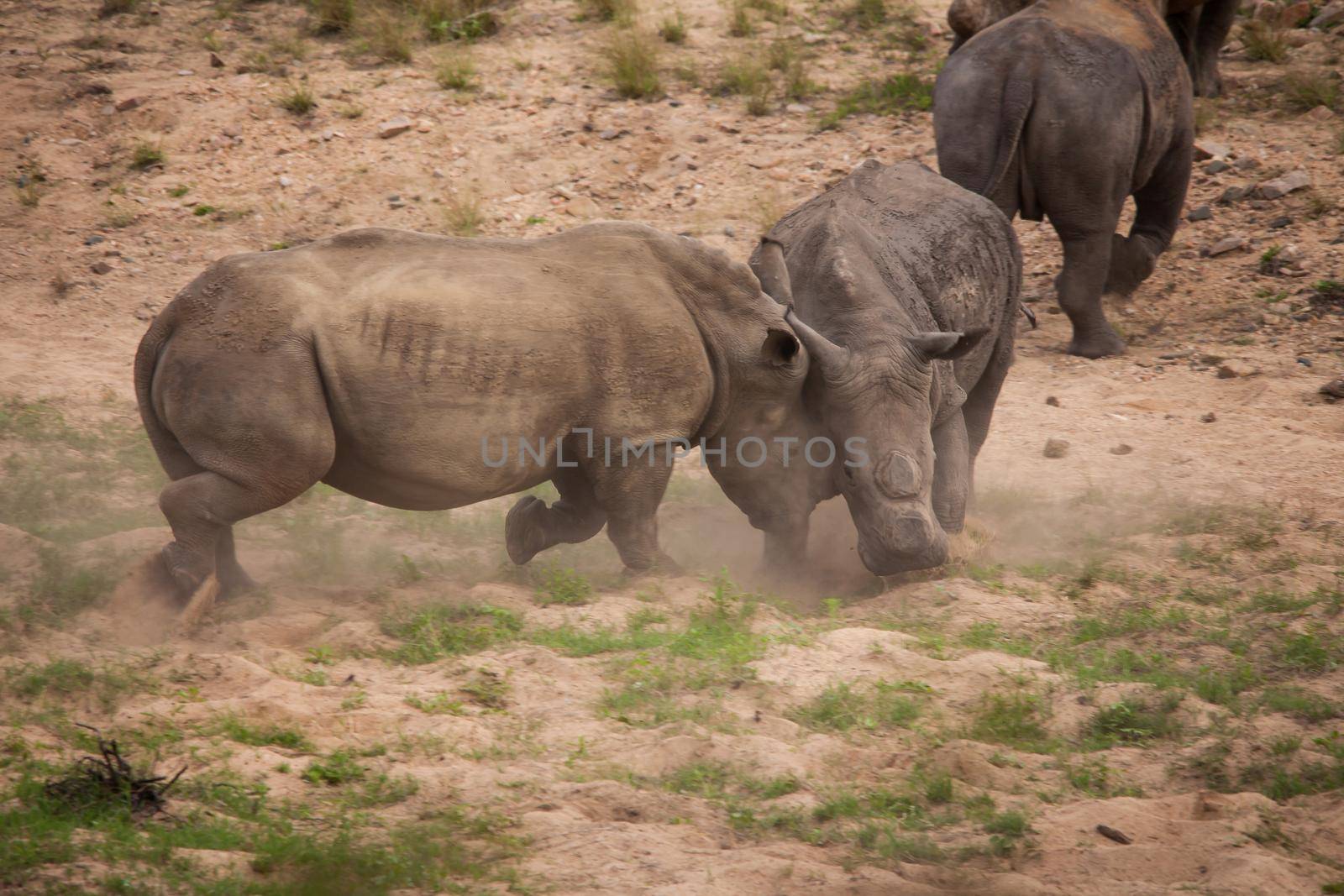 Dehorned White Rhino Ceratotherium simum fighting 14802 by kobus_peche