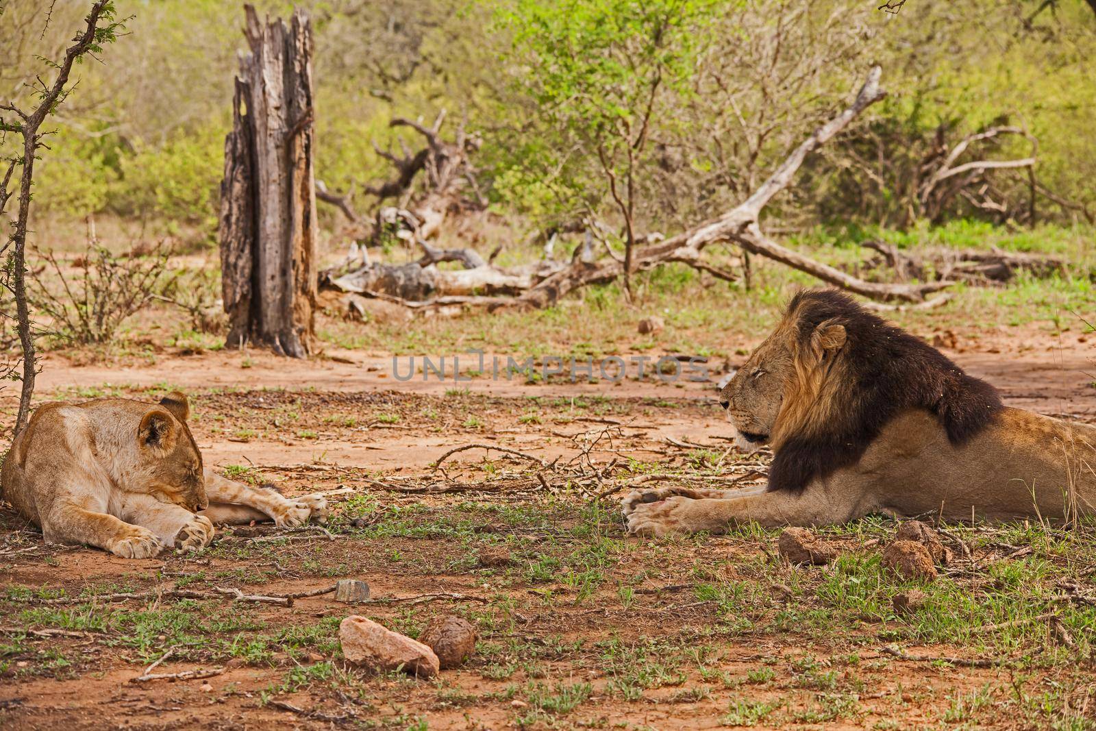 A male and female Lion (Panthera leo) resting in the shade of a tree in Kruger National Park. South Africa