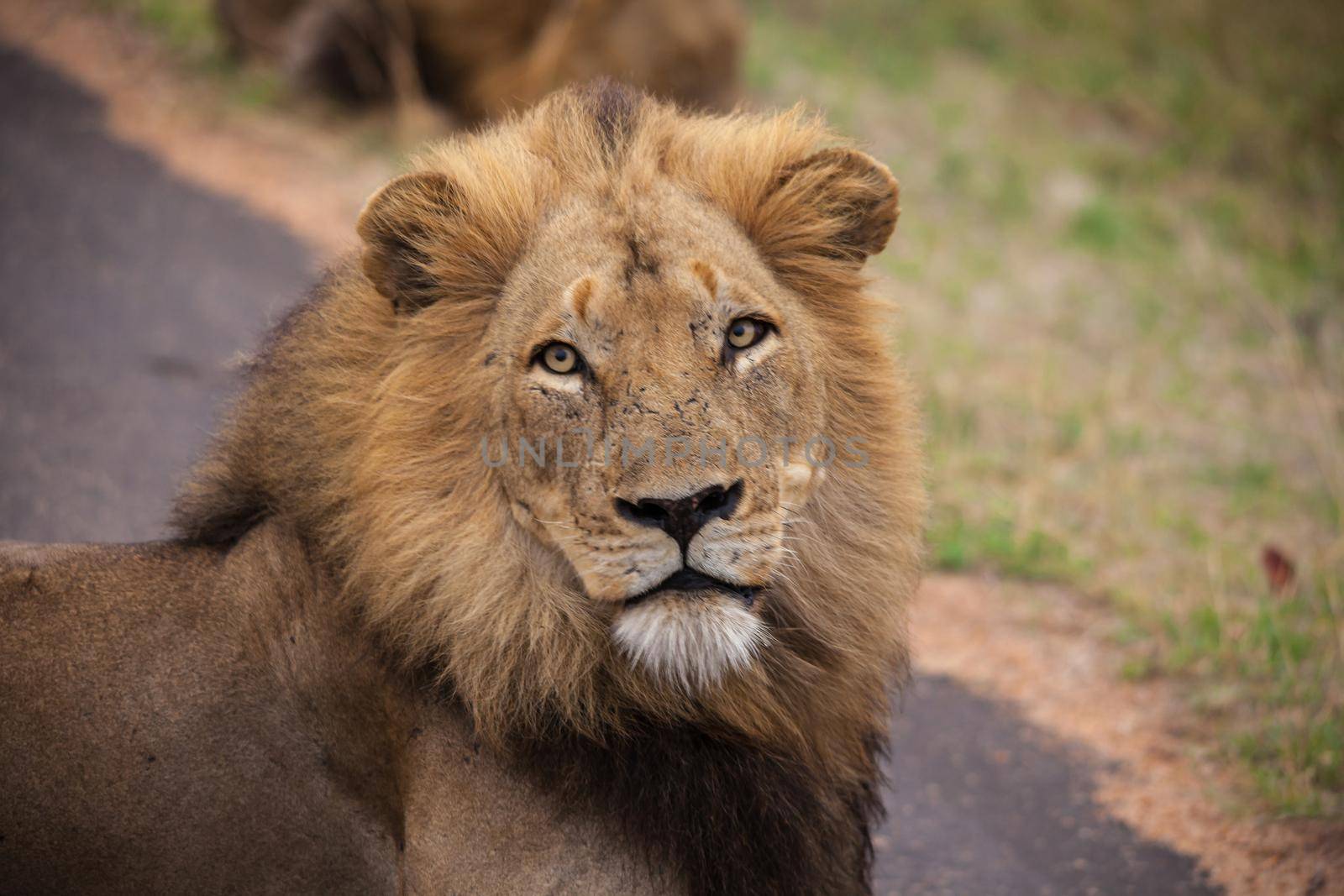 A dominant male Lion (Panthera leo) on a rainy morning in Kruger National Park. South Africa