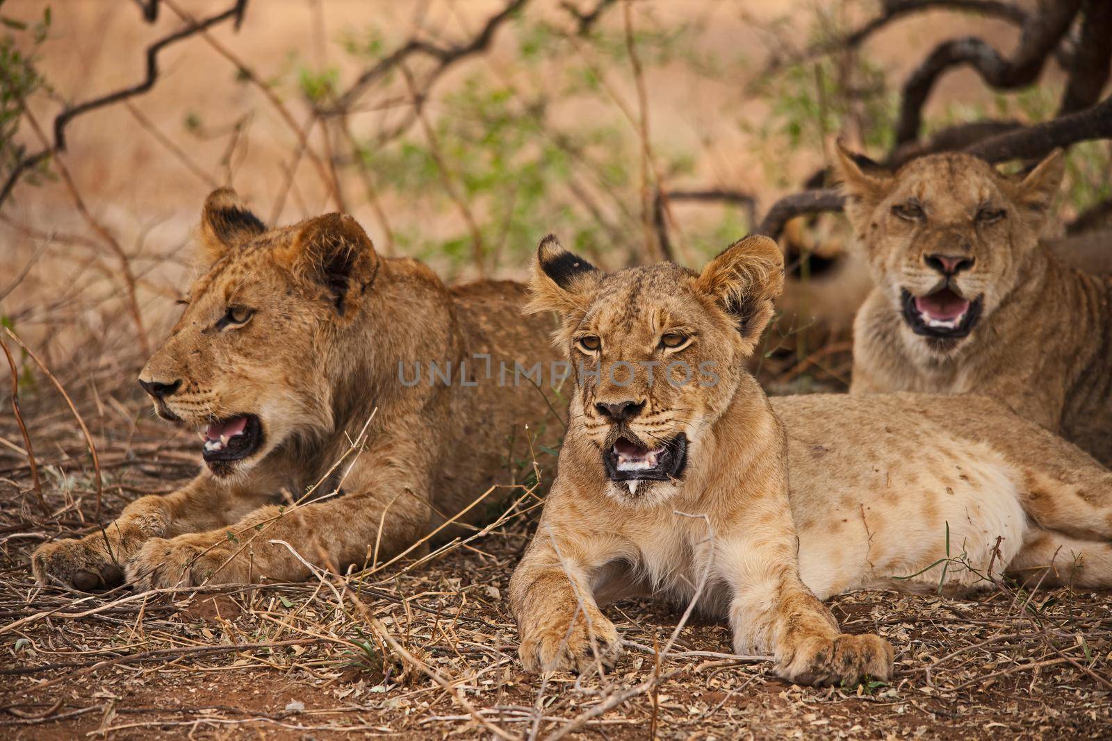 A group of sub-adult lion (Panthera leo) resting in the shade of a small tree on a very hot day in Kruger National Park. South Africa