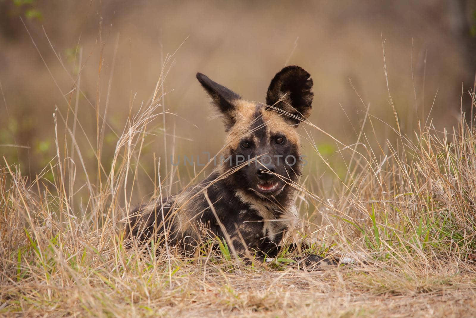 African Wild Dog (Lycaon pictus) 13859 by kobus_peche