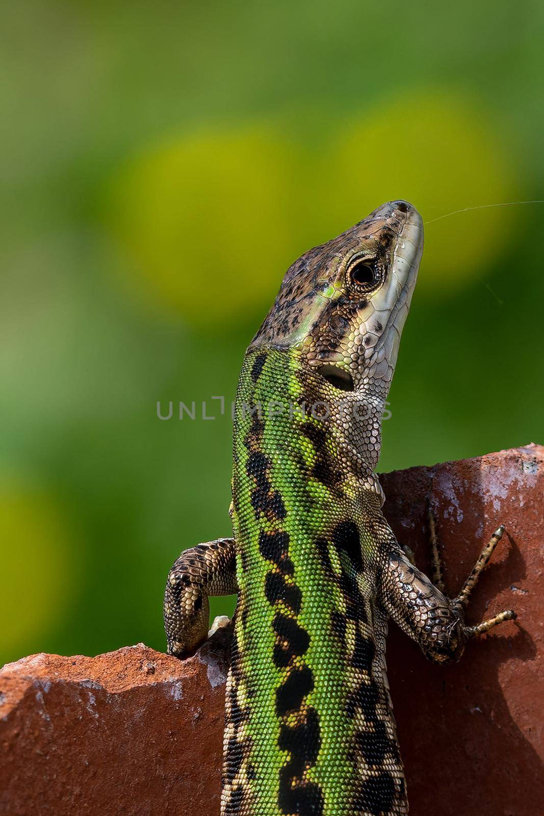 lizard in the sun standing on a stone by carfedeph