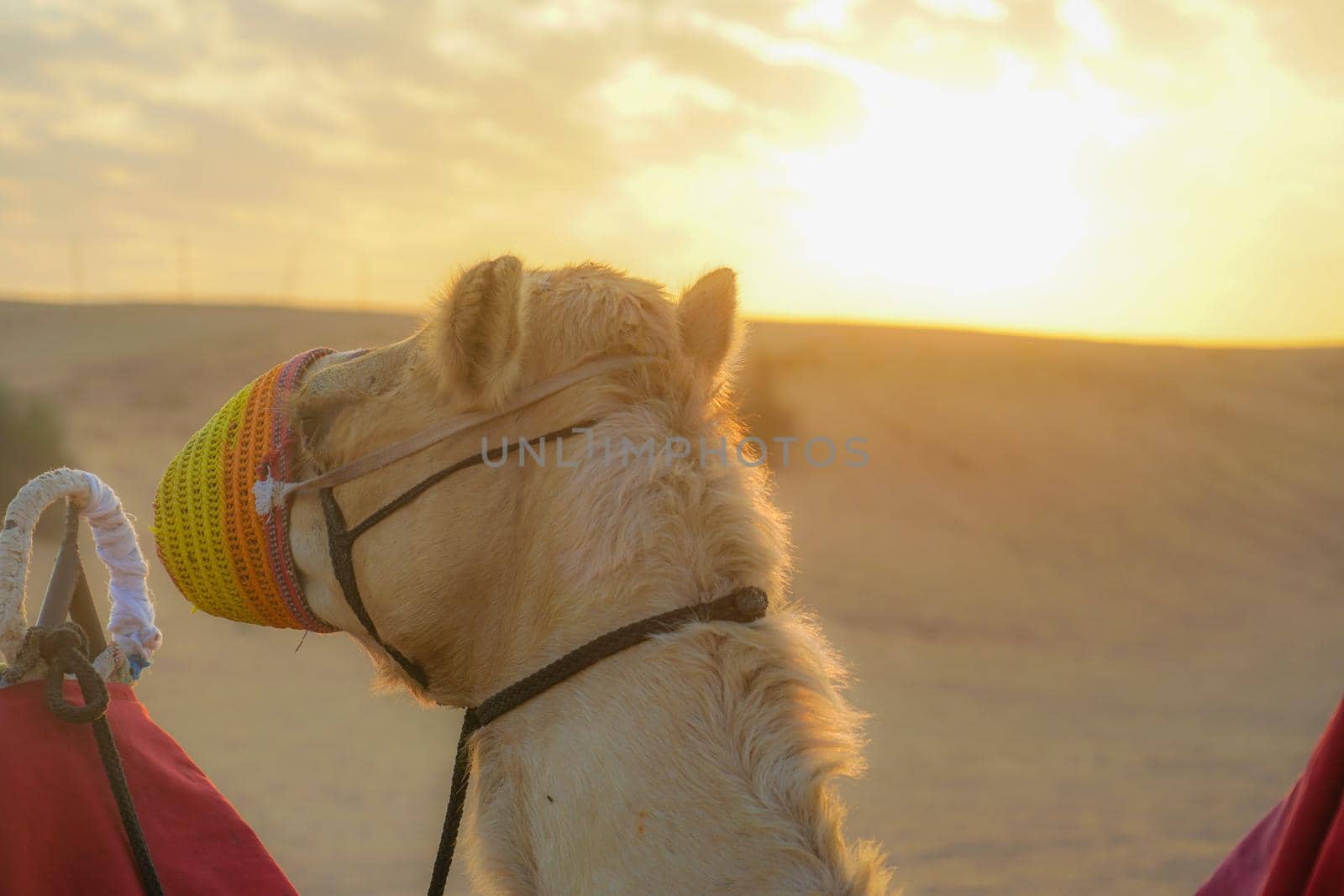 Arabian Desert Camel (United Arab Emirates). Shooting Location: Dubai