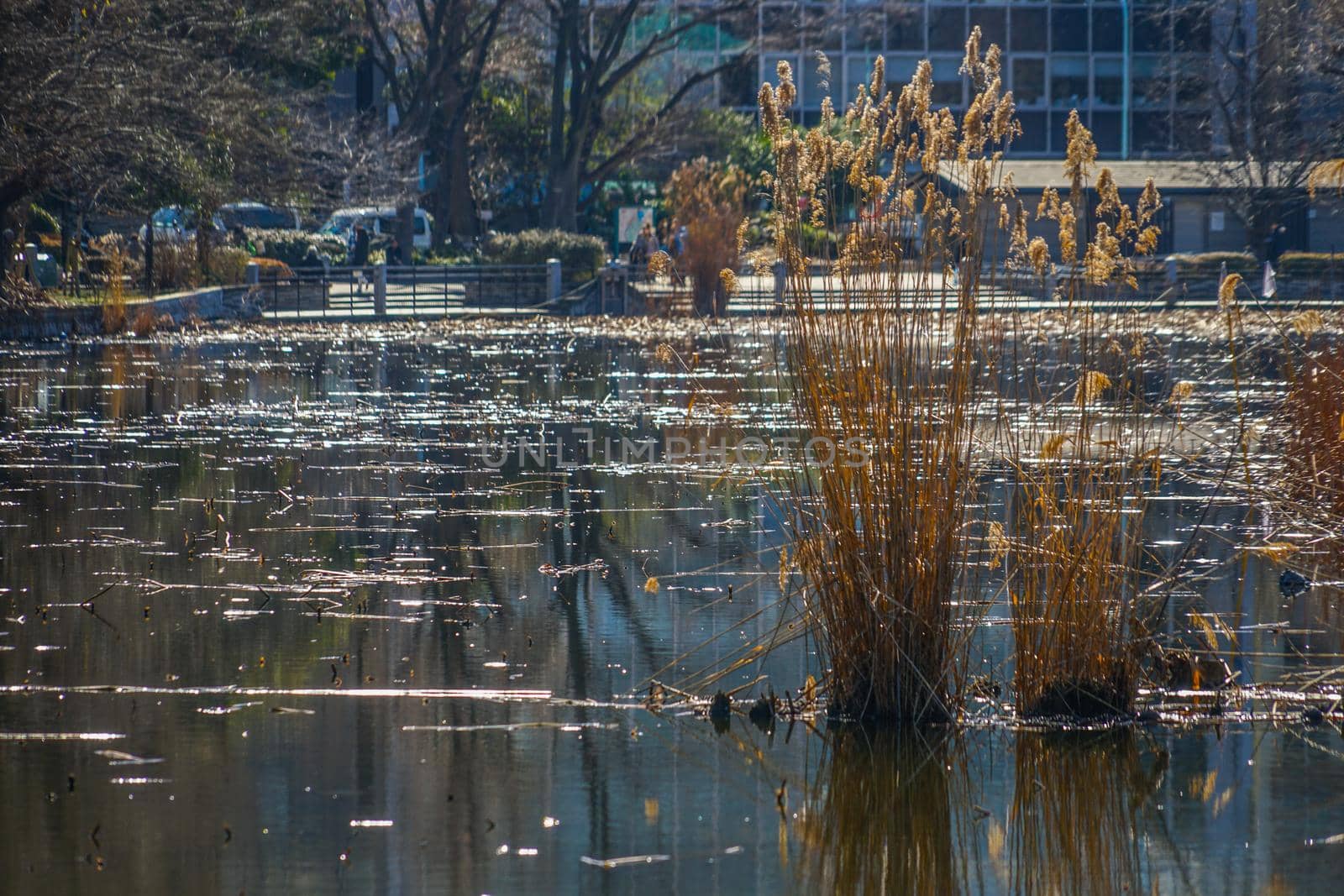 Image of non-Ozo pond. Shooting Location: Tokyo metropolitan area