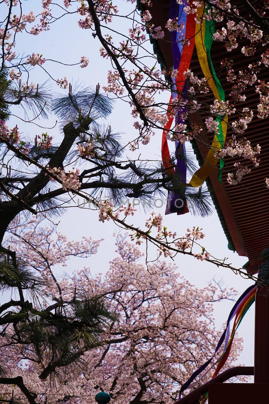 Sakura image of Yokohama, Takahatama. Shooting Location: Yokohama-city kanagawa prefecture