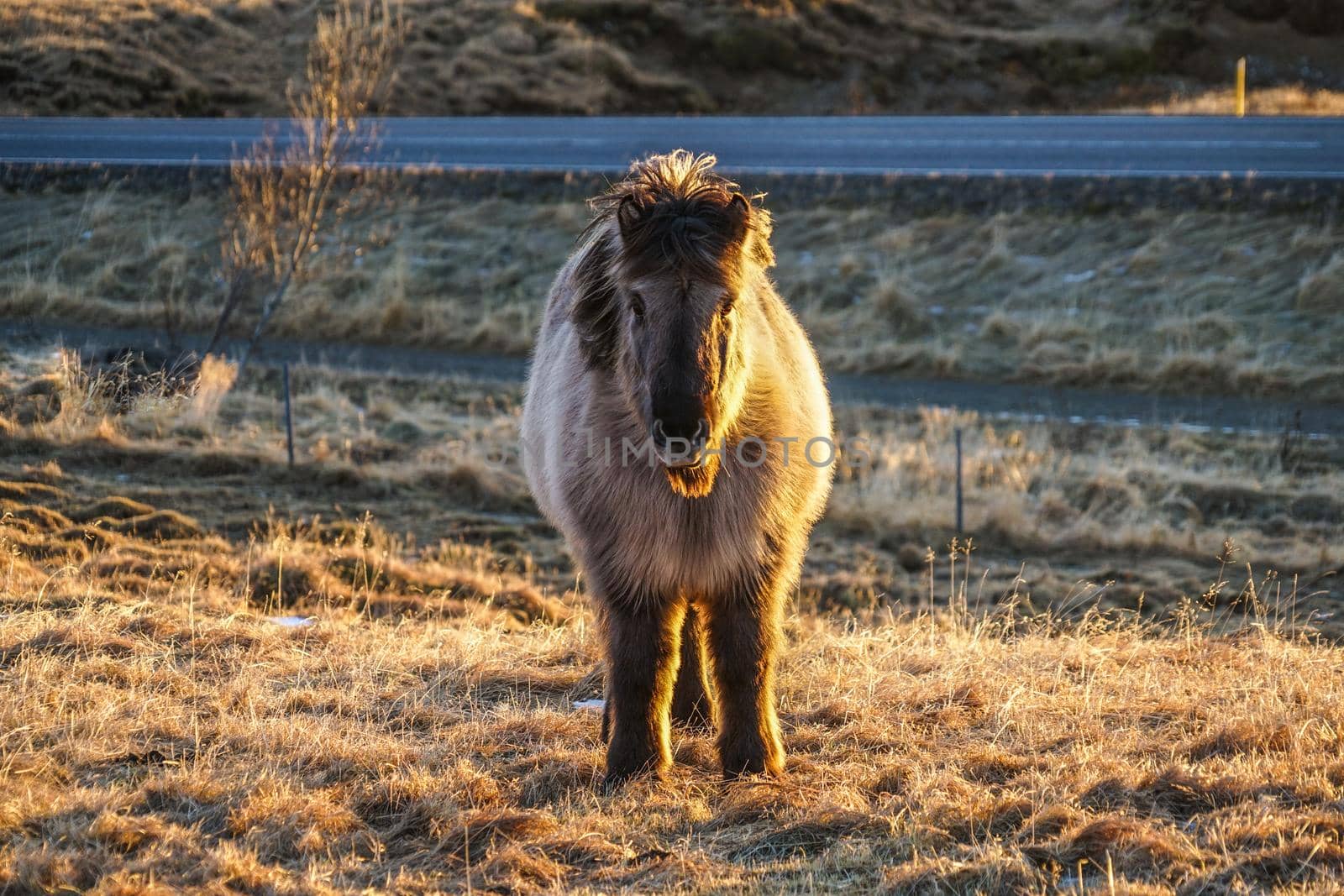 Iceland Horse (at the meadow of Iceland). Shooting Location: Iceland, Lay Cavik