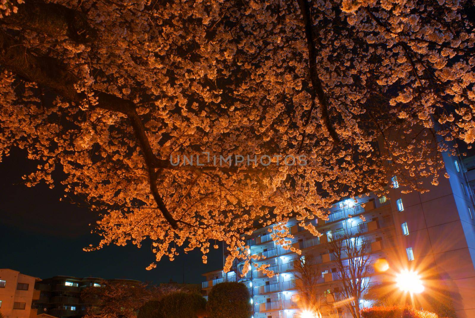 Image of the night cherry blossoms. Shooting Location: Tokyo Chofu City