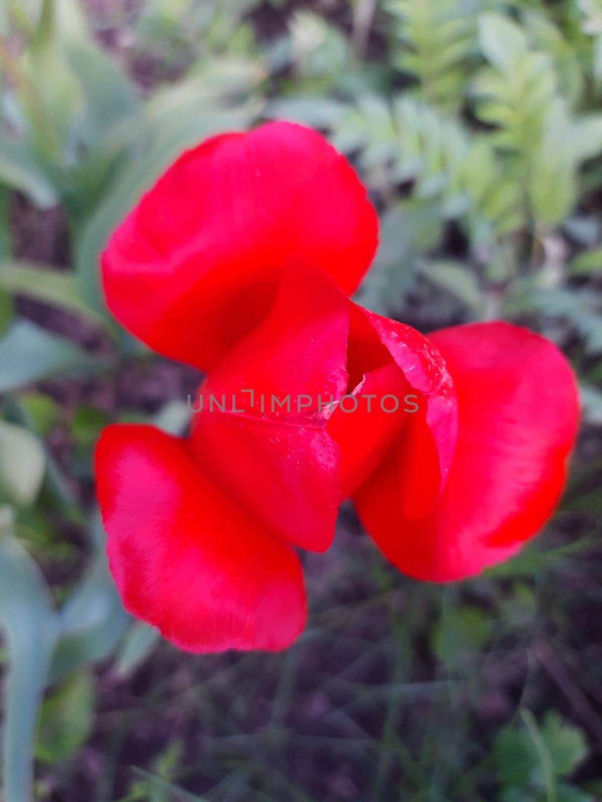 Colorful tulip flower close-up on a background of greenery.