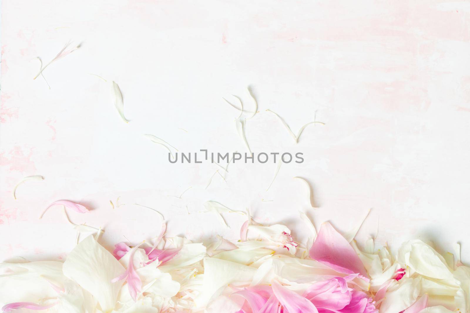 Abstract Border of Beautiful pink and white peony petals