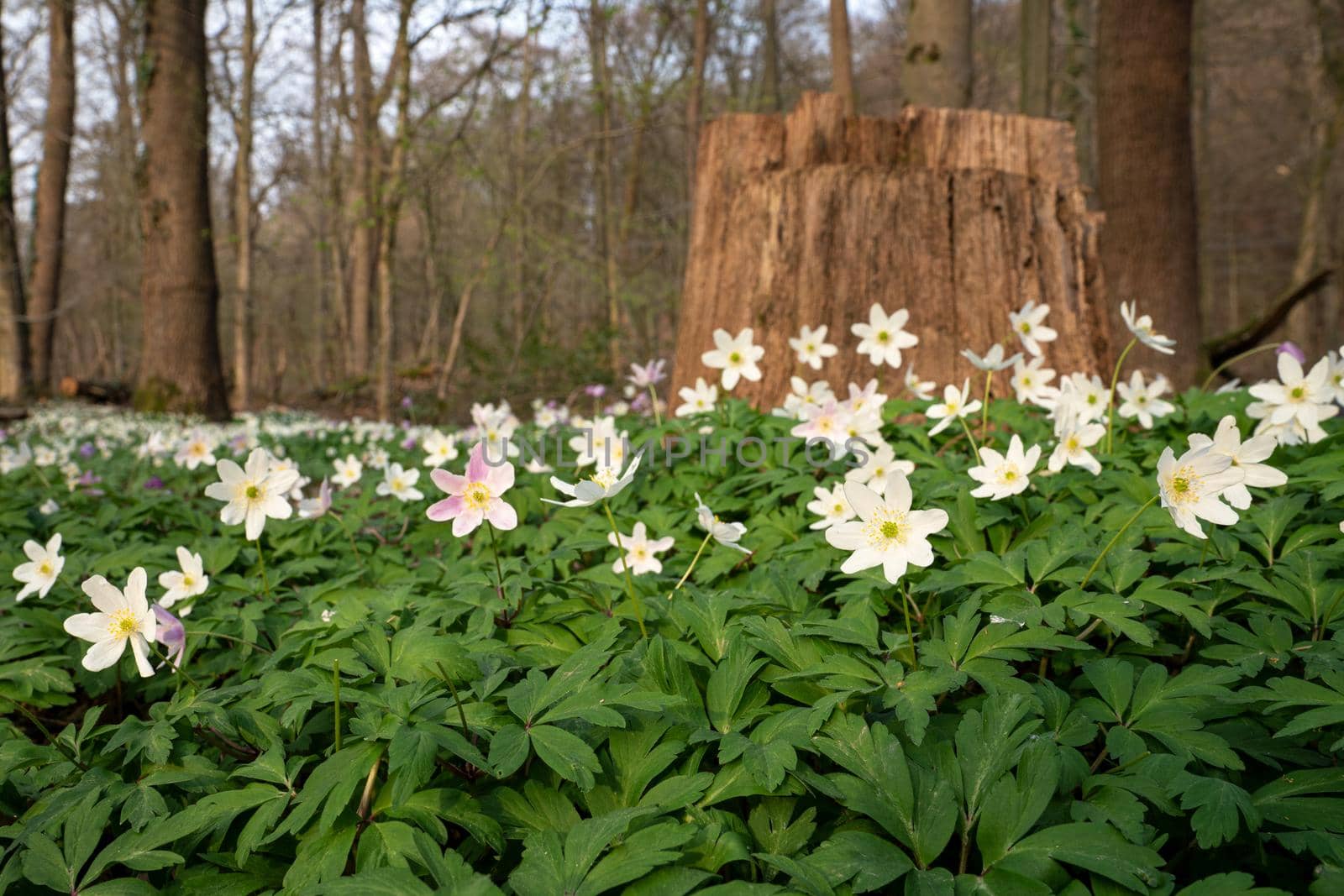 Windflower, Anemone nemorosa by alfotokunst