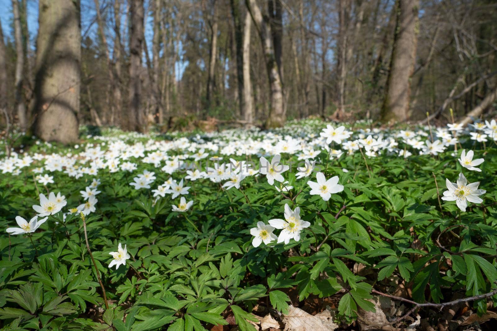 Windflower, Anemone nemorosa by alfotokunst