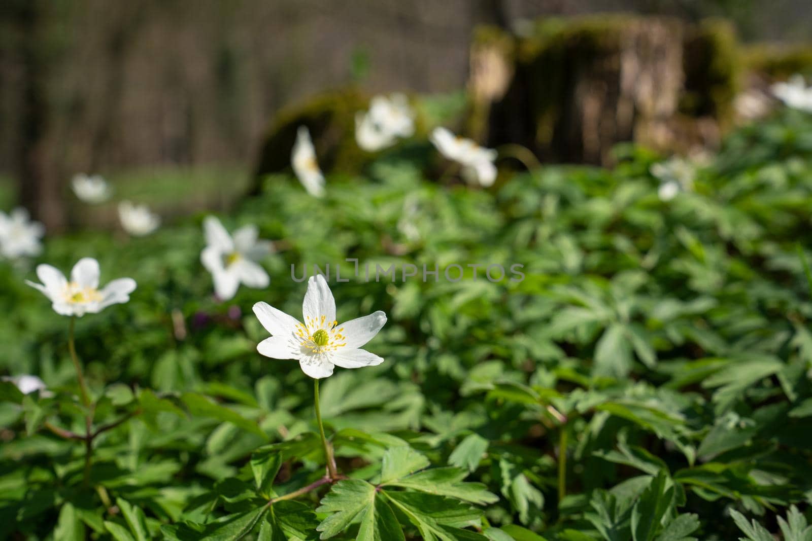 Forest during springtime, close up image of windflowers (Anemone nemorosa)