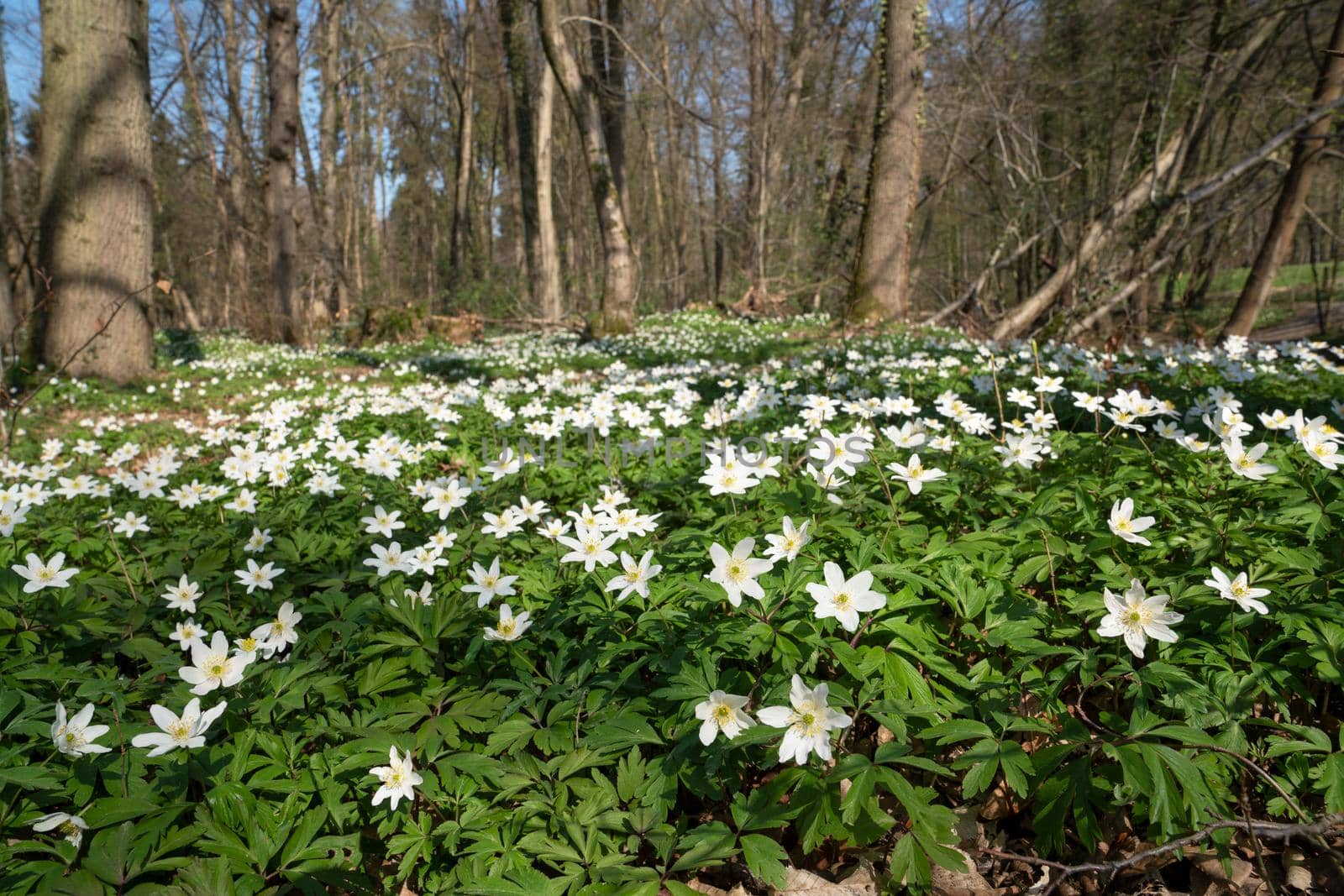 Forest during springtime, close up image of windflowers (Anemone nemorosa)