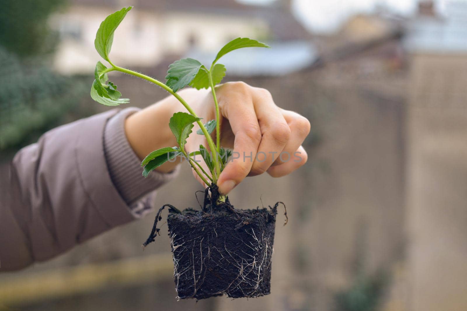 Woman holds strawberry seedlings for planting Spring