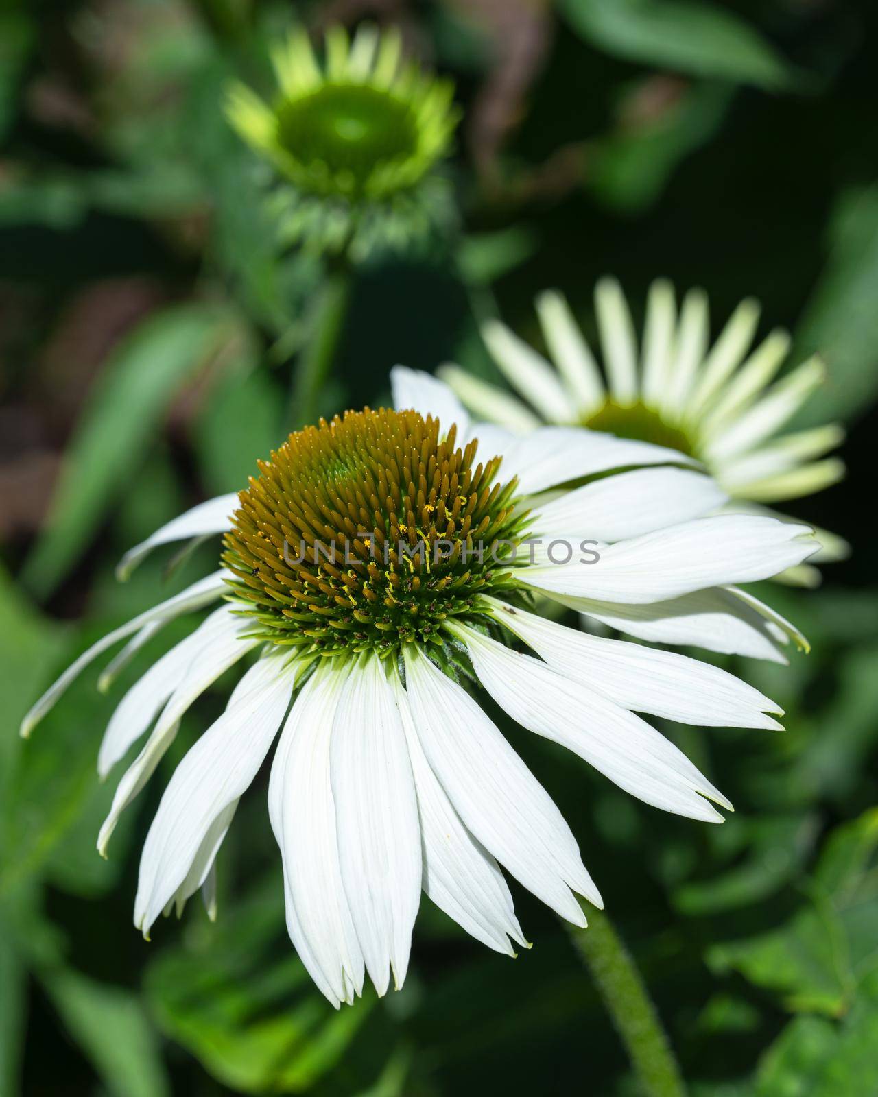 Coneflower (Echinacea purpurea), flowers of summer