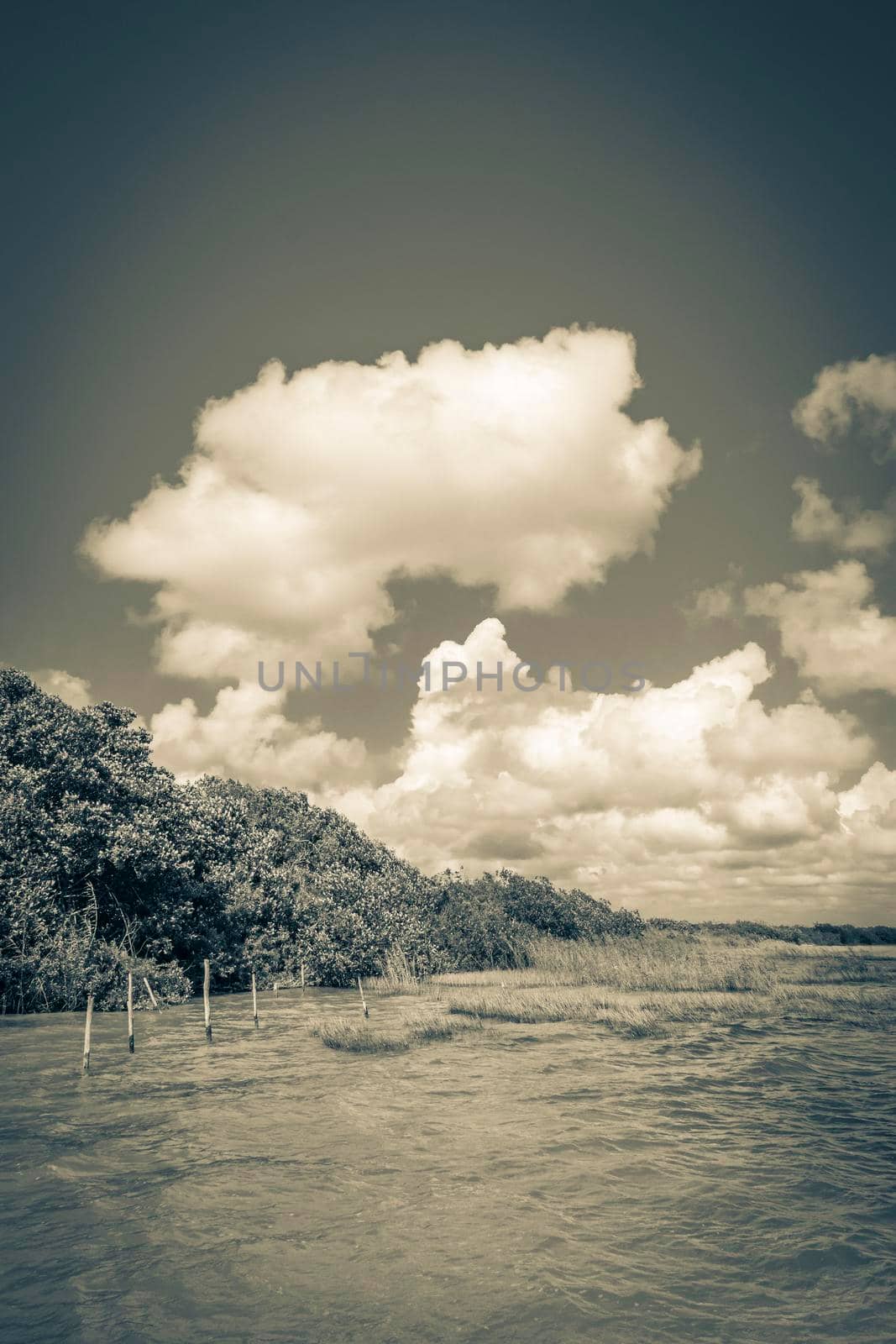 Old black and white picture of the natural panorama view to the Muyil Lagoon in tropical jungle nature forest in Sian Ka'an National park Muyil Chunyaxche Quintana Roo Mexico.