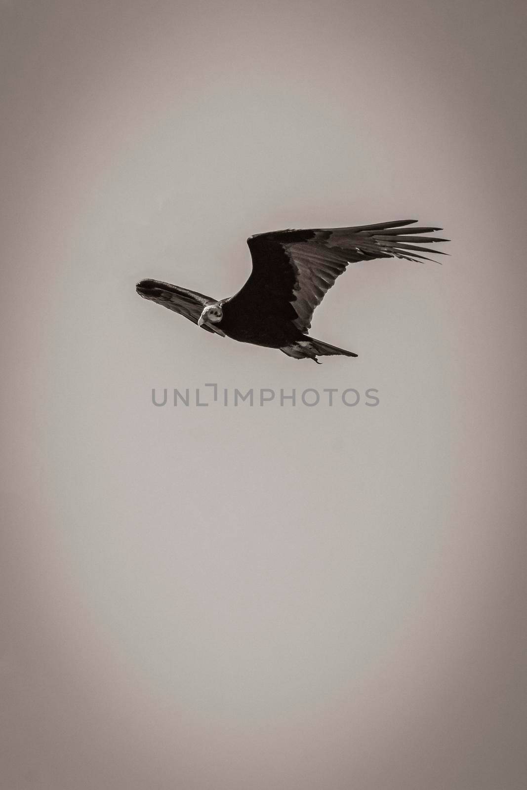 Old black and white picture of a tropical Black Turkey Vulture Cathartes aura aura flies lonely with cloudy sky background in Sian Ka'an National park Muyil Chunyaxche Quintana Roo Mexico.