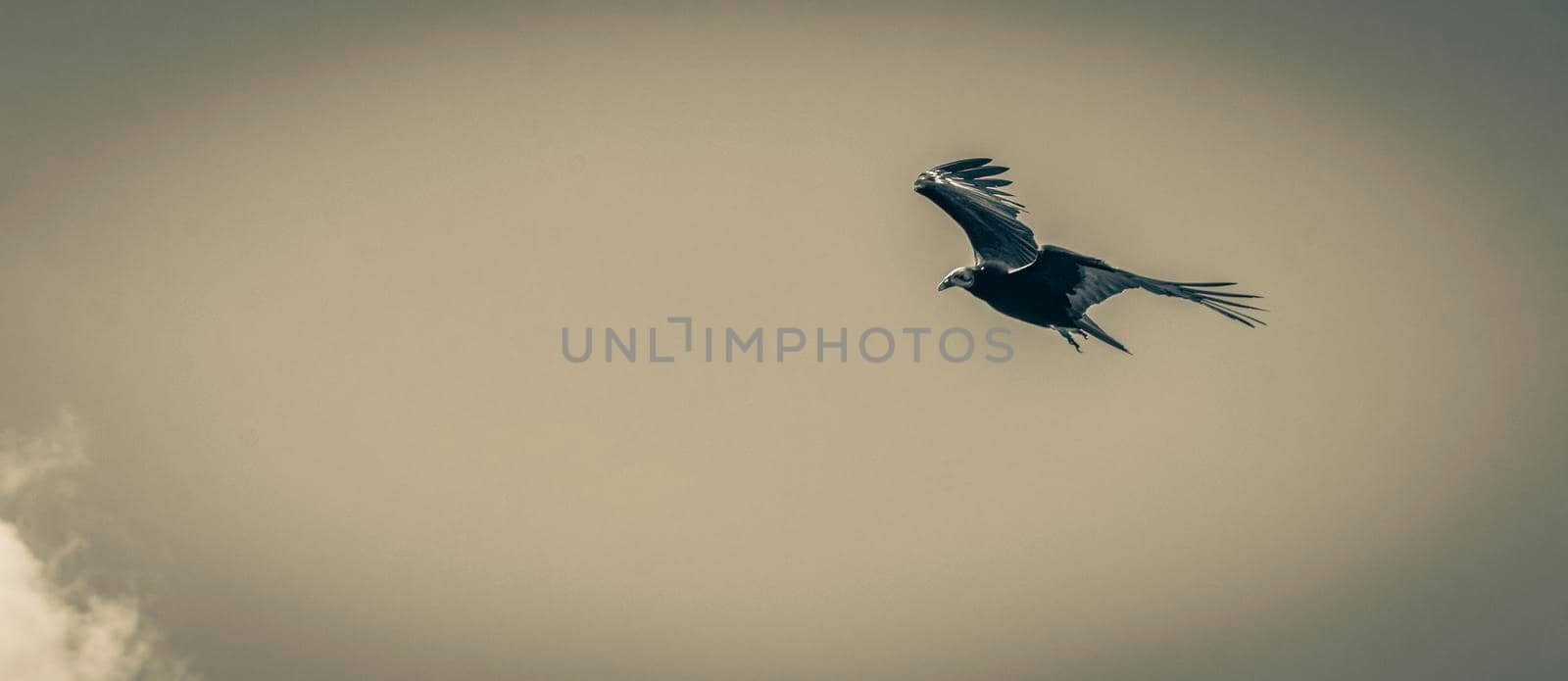 Old black and white picture of a tropical Black Turkey Vulture Cathartes aura aura flies lonely with cloudy sky background in Sian Ka'an National park Muyil Chunyaxche Quintana Roo Mexico.