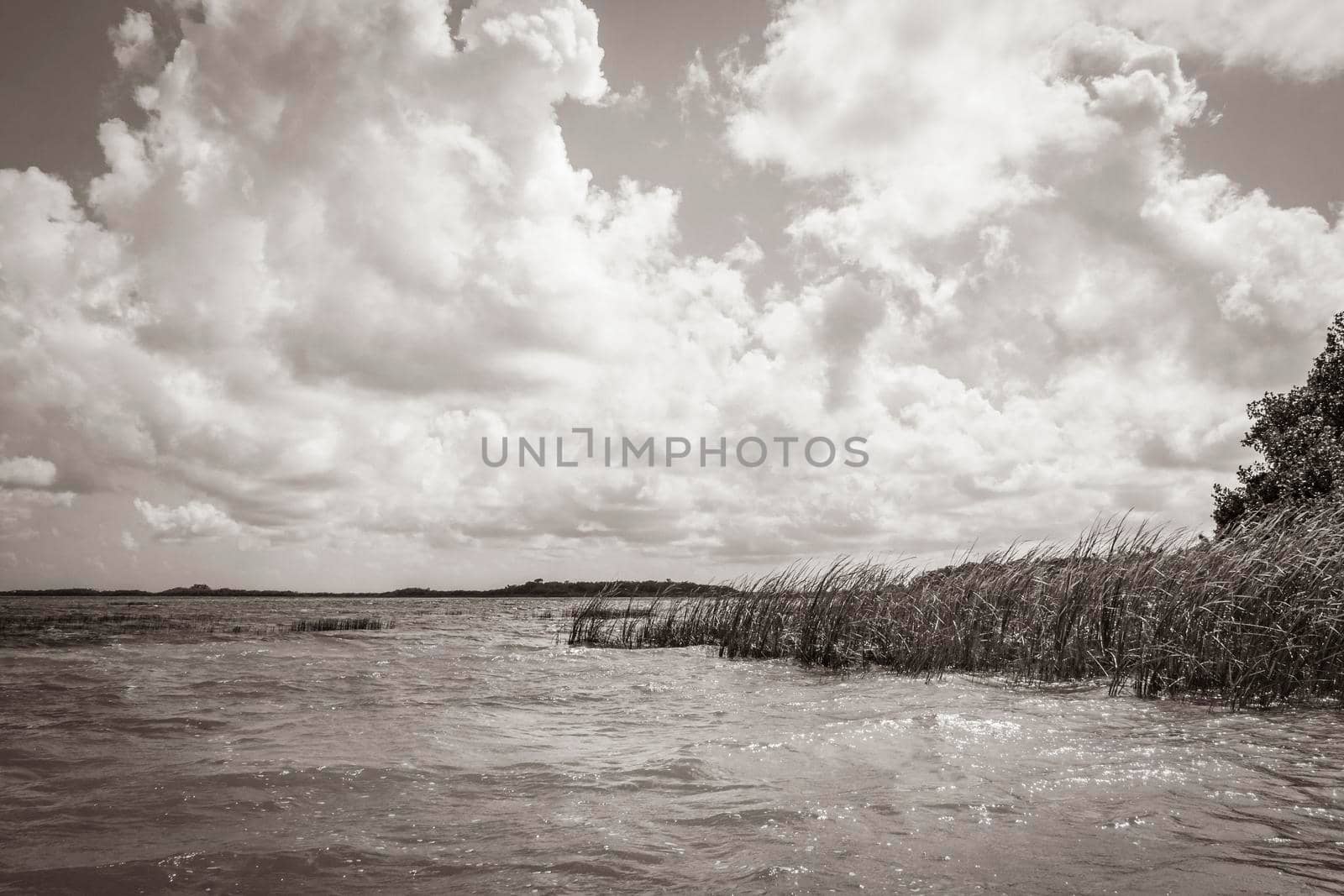 Muyil Lagoon panorama view landscape nature turquoise water Mexico. by Arkadij