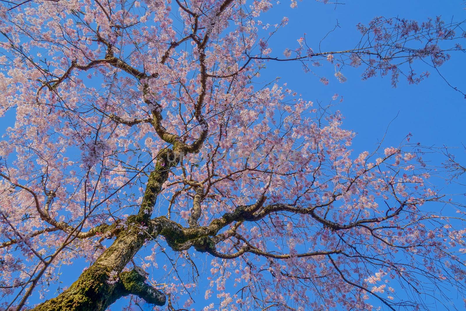 Chofu City Fukuma Temple cherry blossoms and townscape. Shooting Location: Tokyo Chofu City
