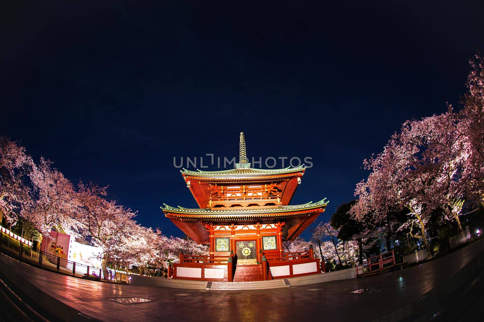 Temple and Night Sakura. Shooting Location: Yokohama-city kanagawa prefecture