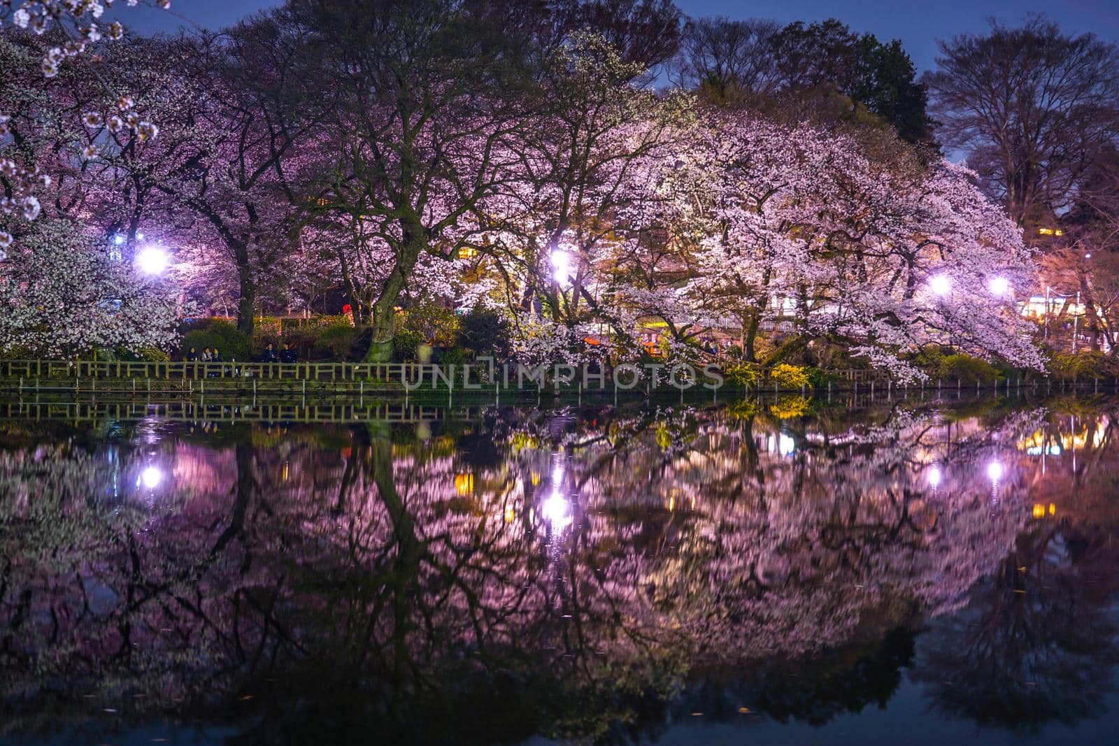Night cherry blossoms of Inos head dwelling Park. Shooting Location: Tokyo Musashino City