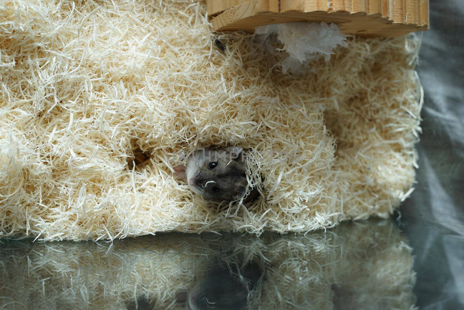 Jungarian hamster image. Shooting Location: Yokohama-city kanagawa prefecture