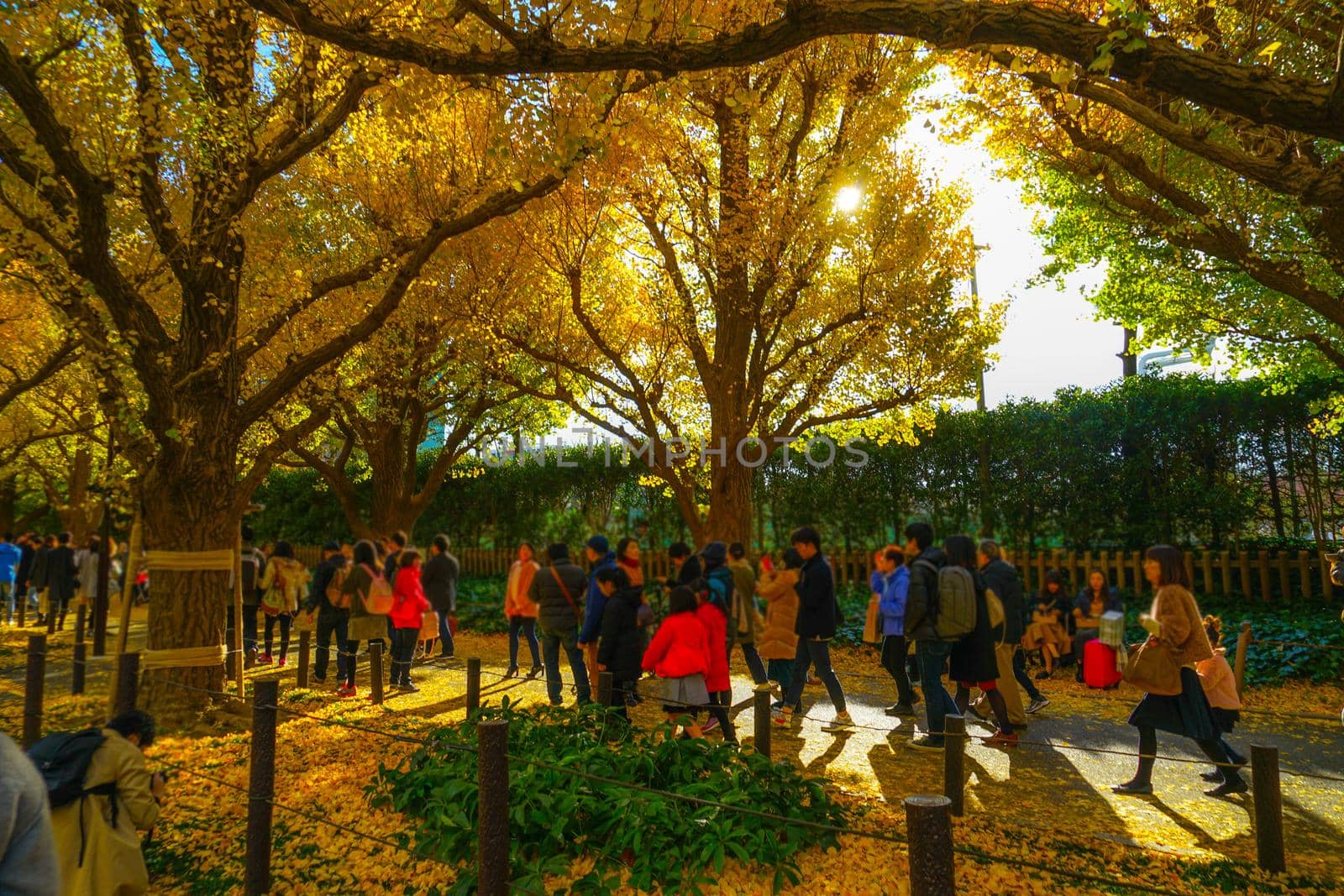 Ginkgo of Jingu Genguo Tori. Shooting Location: Tokyo metropolitan area