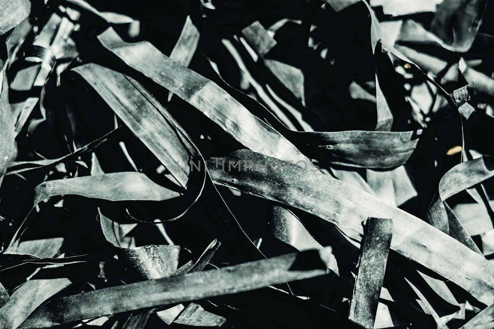 Abstract real photo beauty blur background. Bunch heap pile long narrow leave nature dry material rubbish stack. Copy space. Maze life confusion concept. Dark light tone Black Pale Matte Vintage.