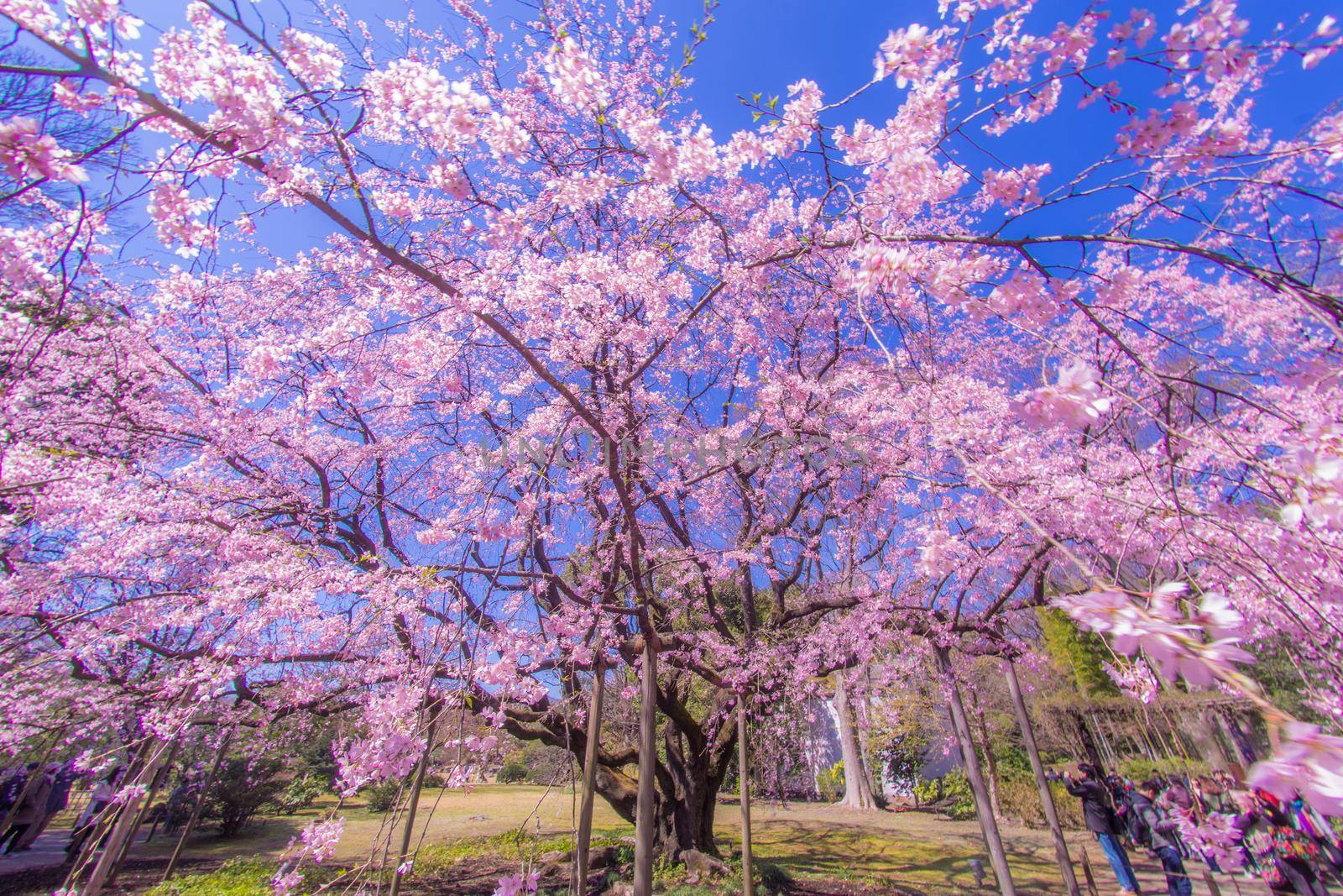Branched cherry blossoms and sun sky sky. Shooting Location: Tokyo metropolitan area