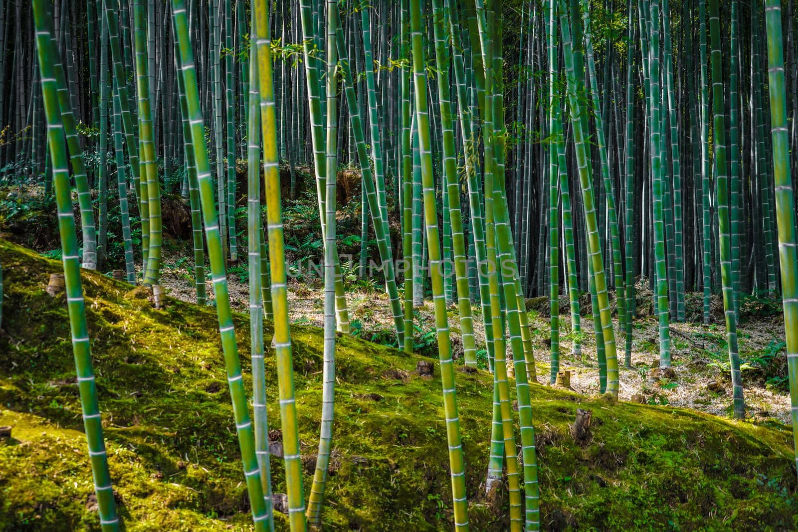 Bamboo forest of Kyoto and Arashiyama. Shooting Location: Kyoto