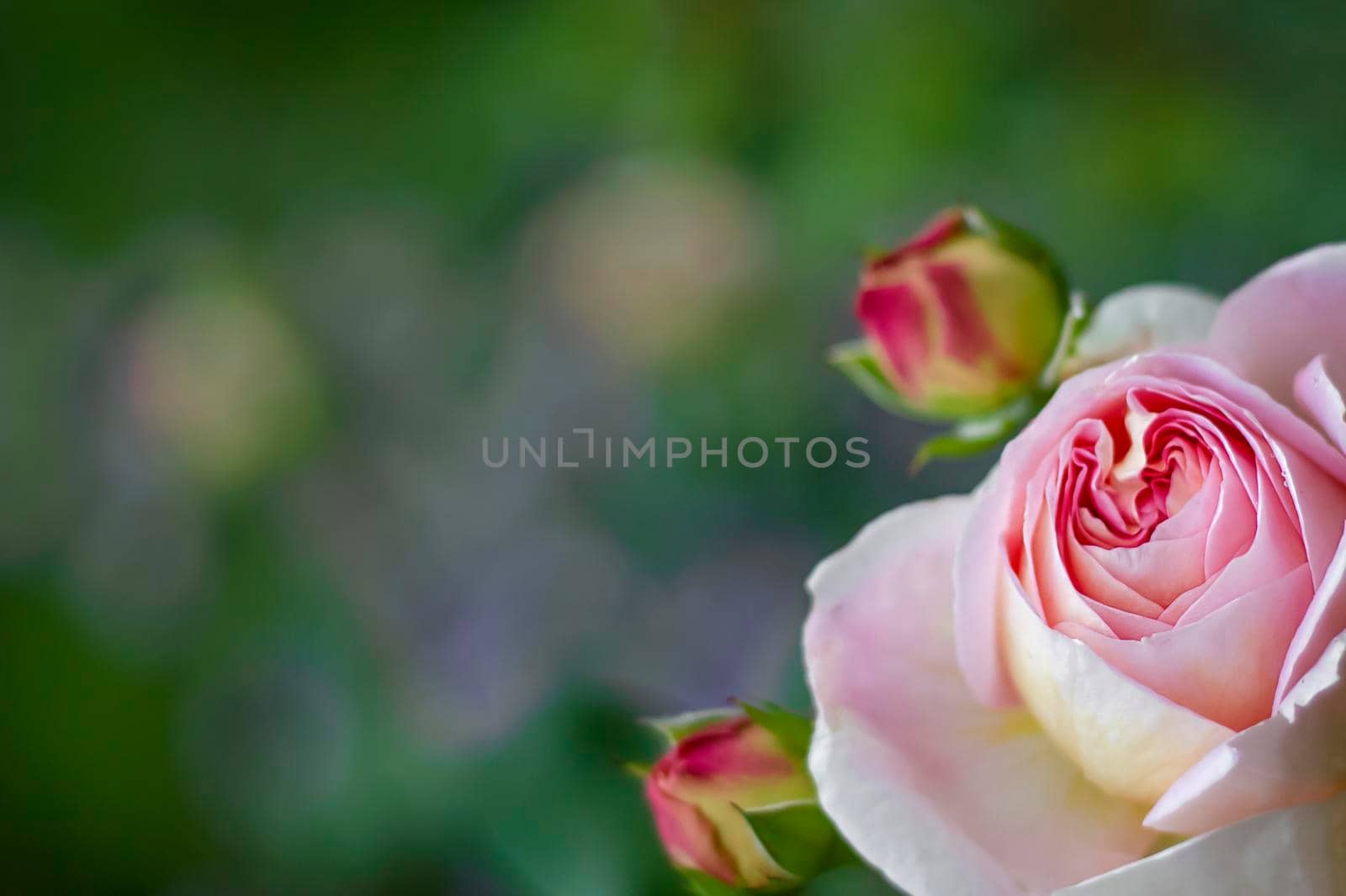 Pink rose on background of green leaves. Soft focus. by Laguna781