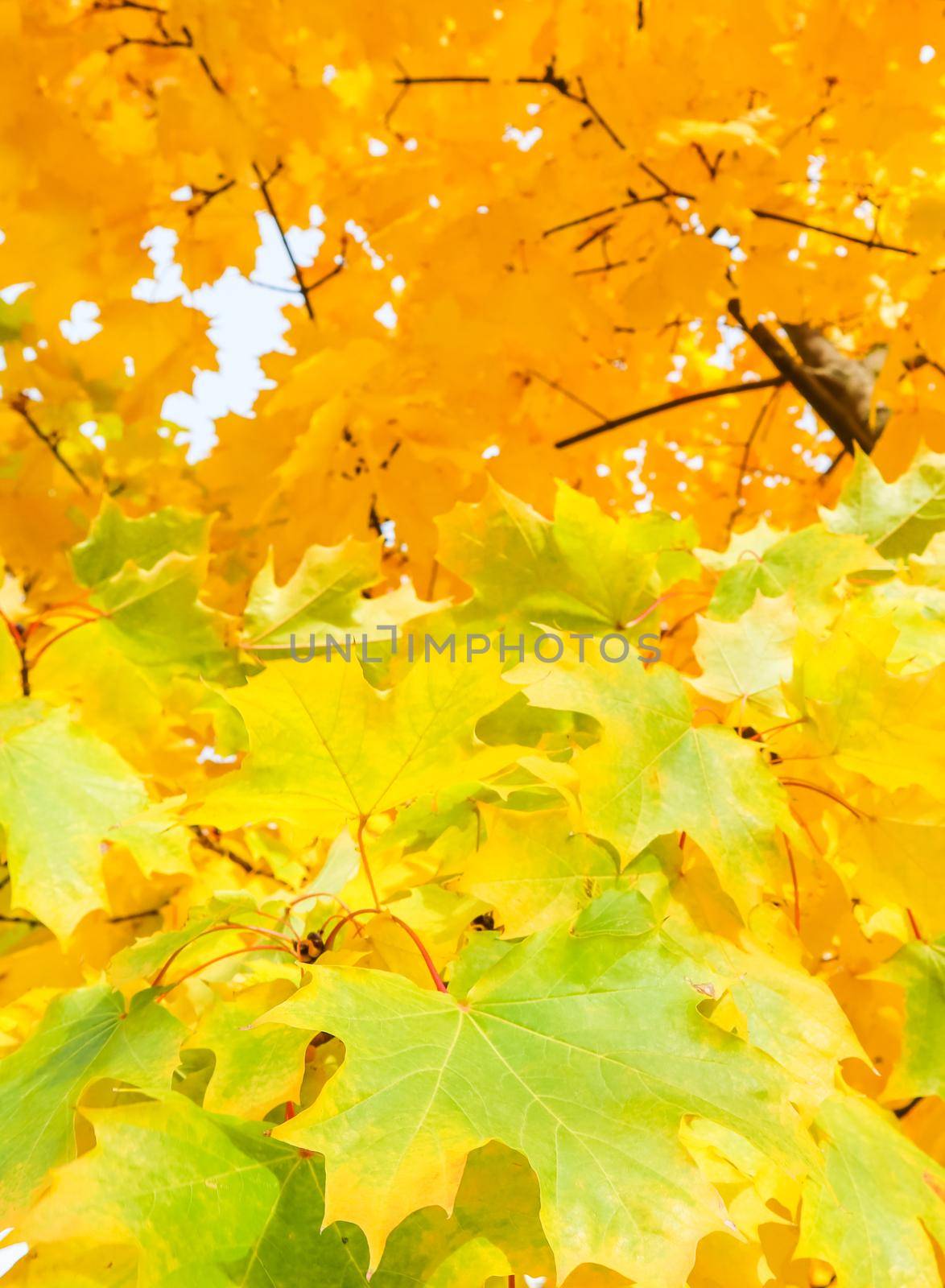 Bright colorful autumn leaves on the maple in sunny day