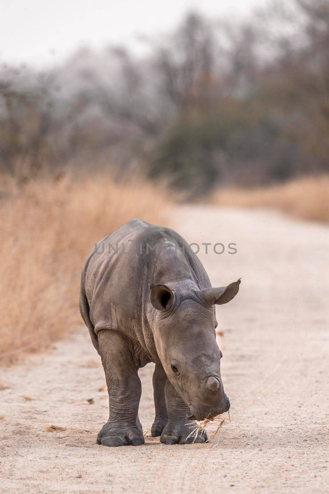 Specie Ceratotherium simum simum family of Rhinocerotidae