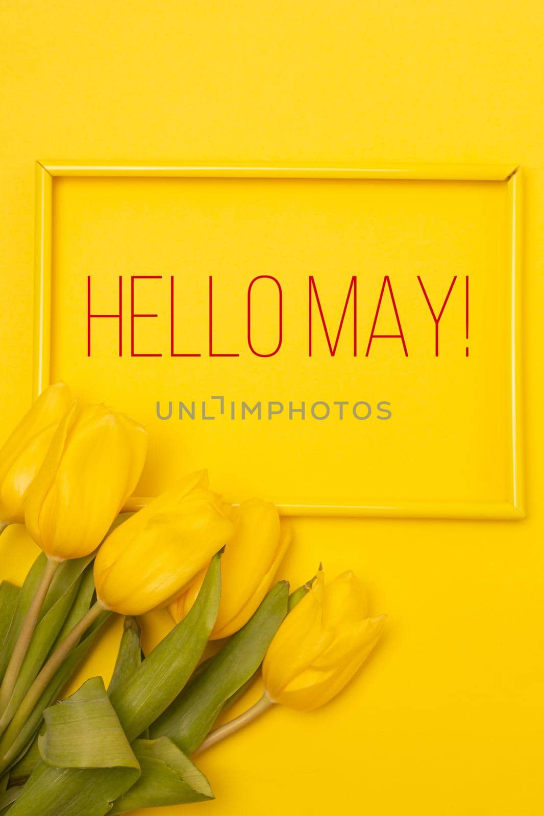 Banner hello May . Tulips on a yellow background. An article about the new month. An article about spring. Photos of flowers with text. Greeting card