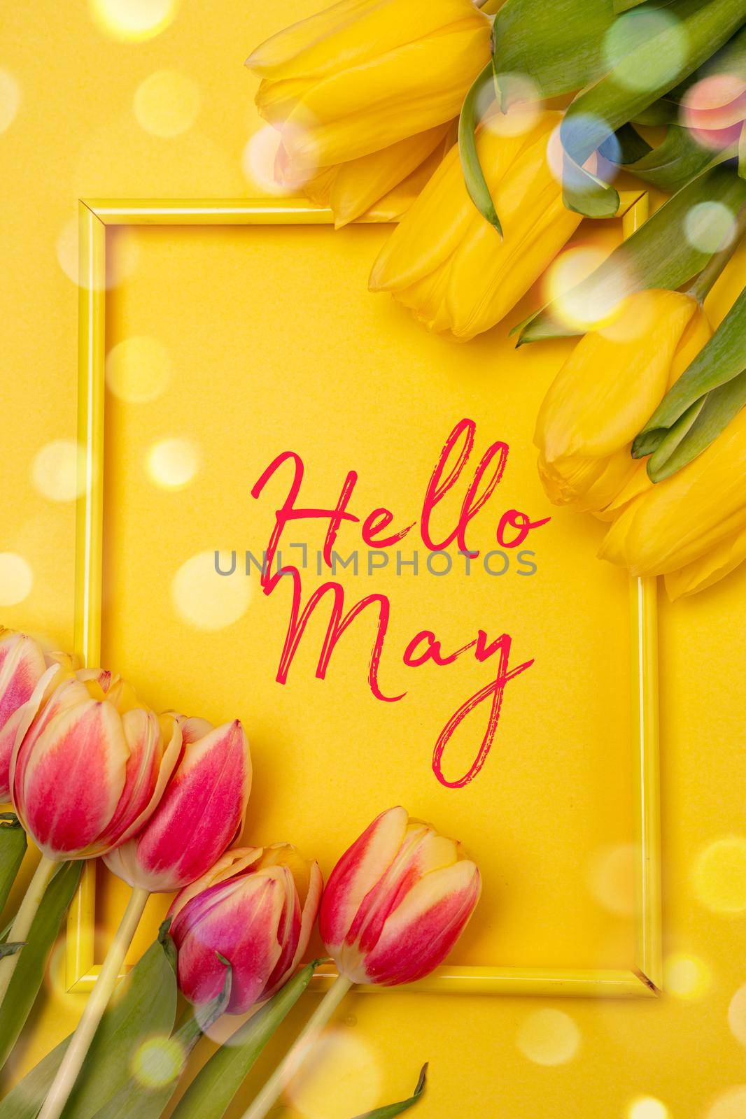 Banner hello May . Tulips on a yellow background. An article about the new month. An article about spring. Photos of flowers with text. Greeting card