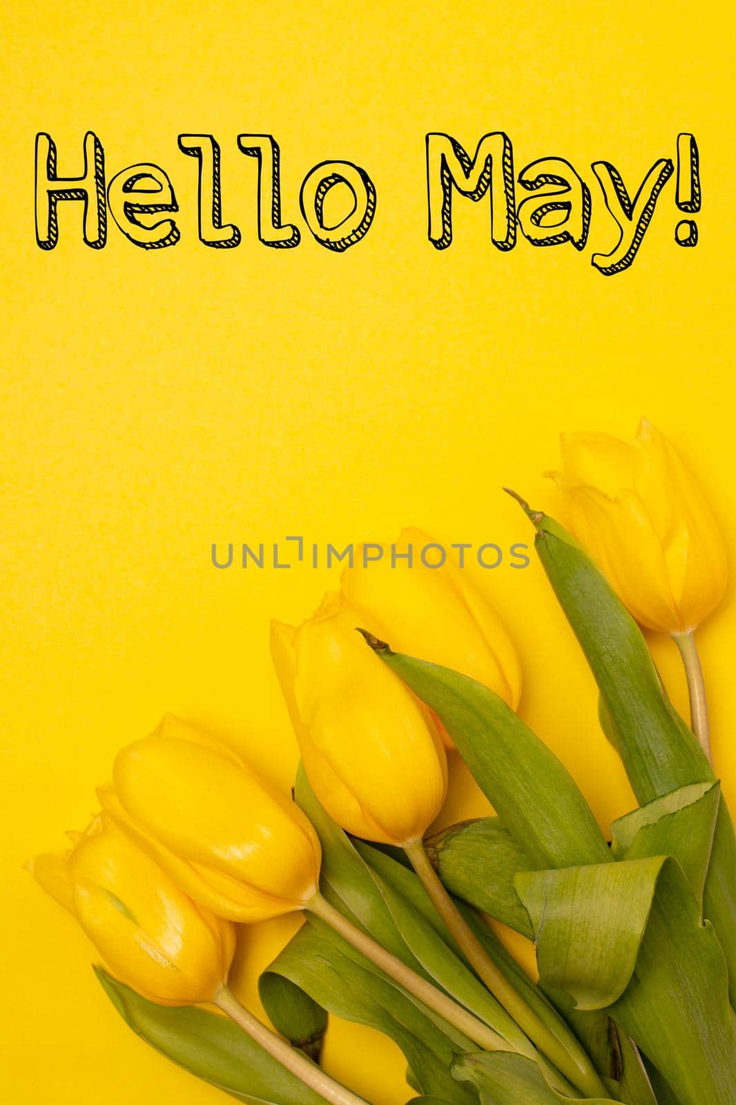 Banner hello May . Tulips on a yellow background. An article about the new month. An article about spring. Photos of flowers with text. Greeting card