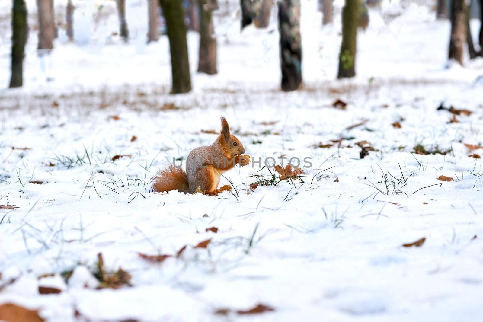 Red squirrel on a winter snowy lawn by jovani68