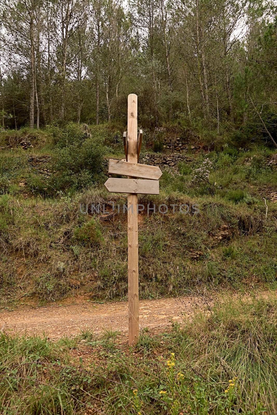 Wooden post with signposts in the forest by raul_ruiz