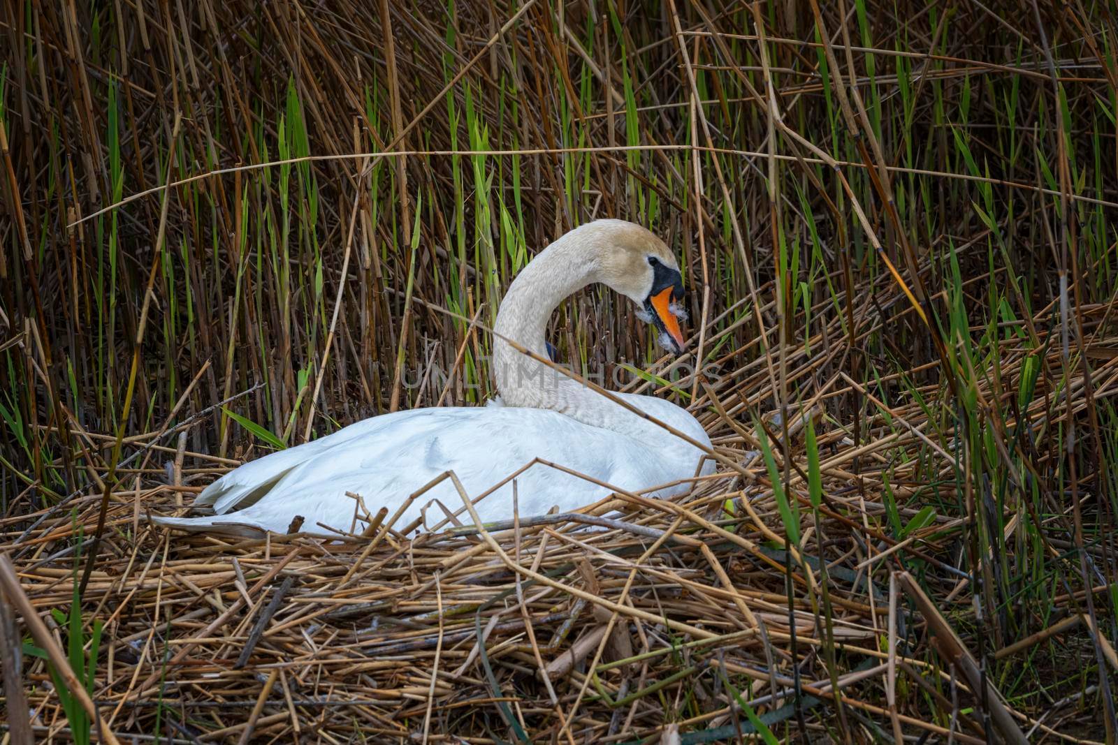 Single white mute swan brooding its nest in the reeds by springtime