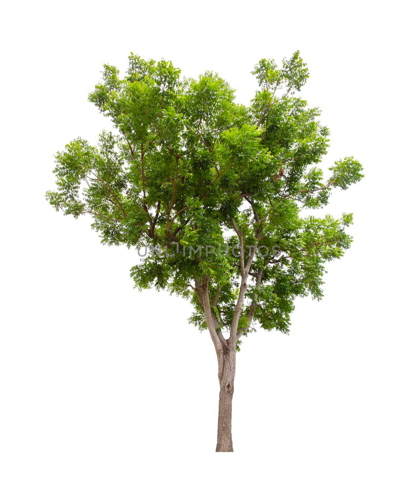 Single Tree isolated on white background, With Clipping path.