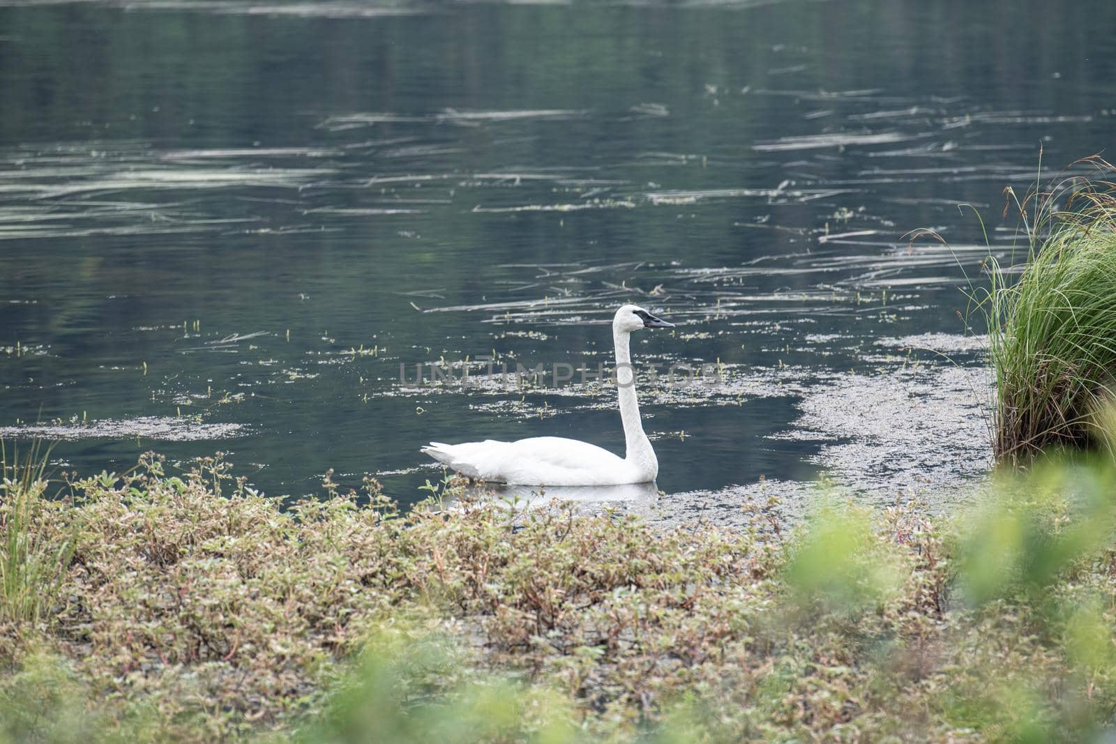 Trumpeter Swan Paddles Alsakan Pond