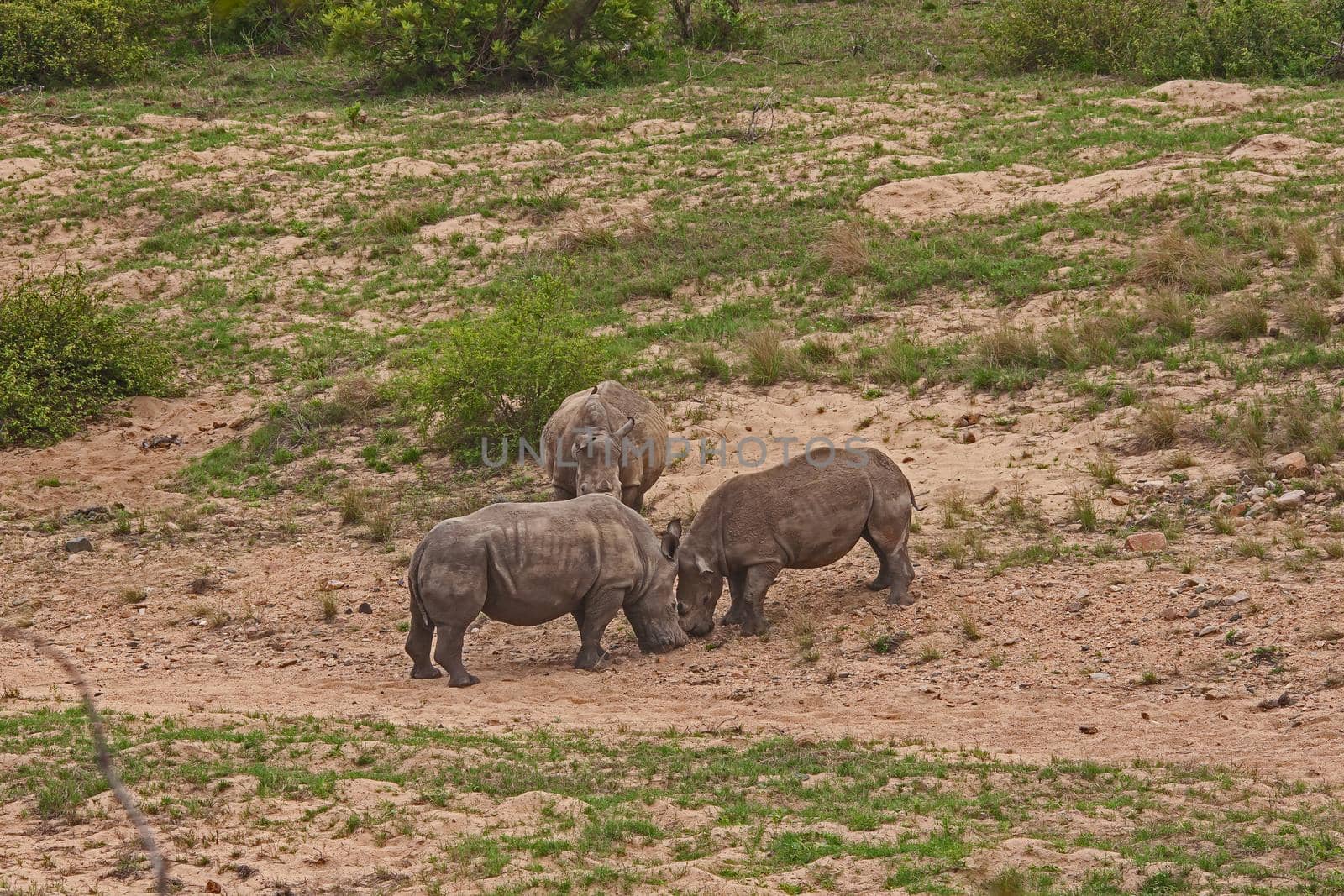 Two dehorned White Rhino (Ceratotherium simum) squaring up to fight in Kruger National Park. South African National Parks dehorn rhinos in an attempt curb poaching.