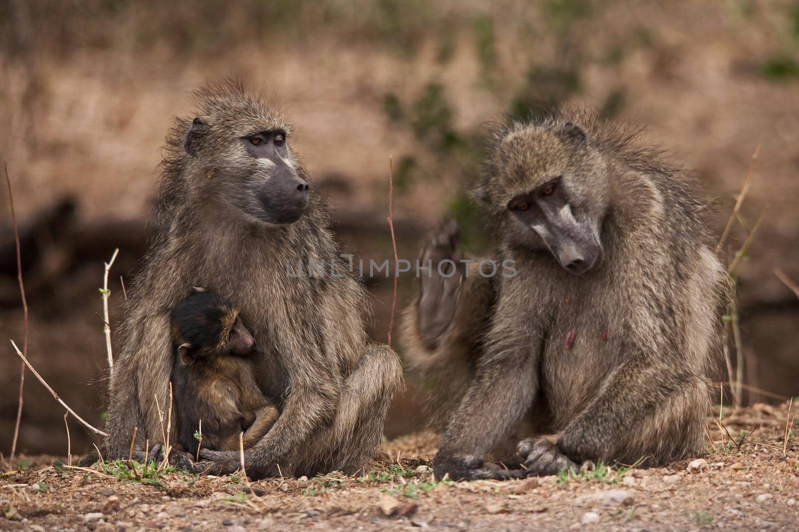 Two female Chacma Baboon (Papio ursinus), one with her baby, enjoying the late afternoon sunlight.