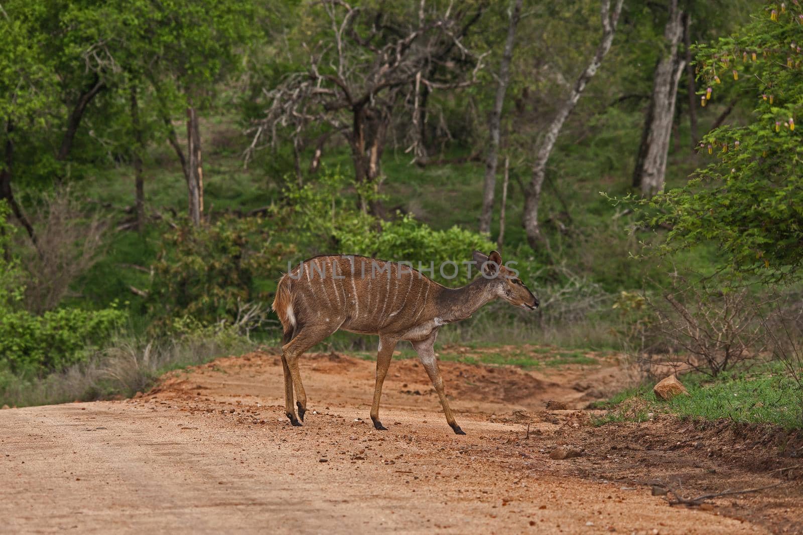 A Nyala female (Tragelaphus angasii) crossing a road in Kruger National Park, south Africa